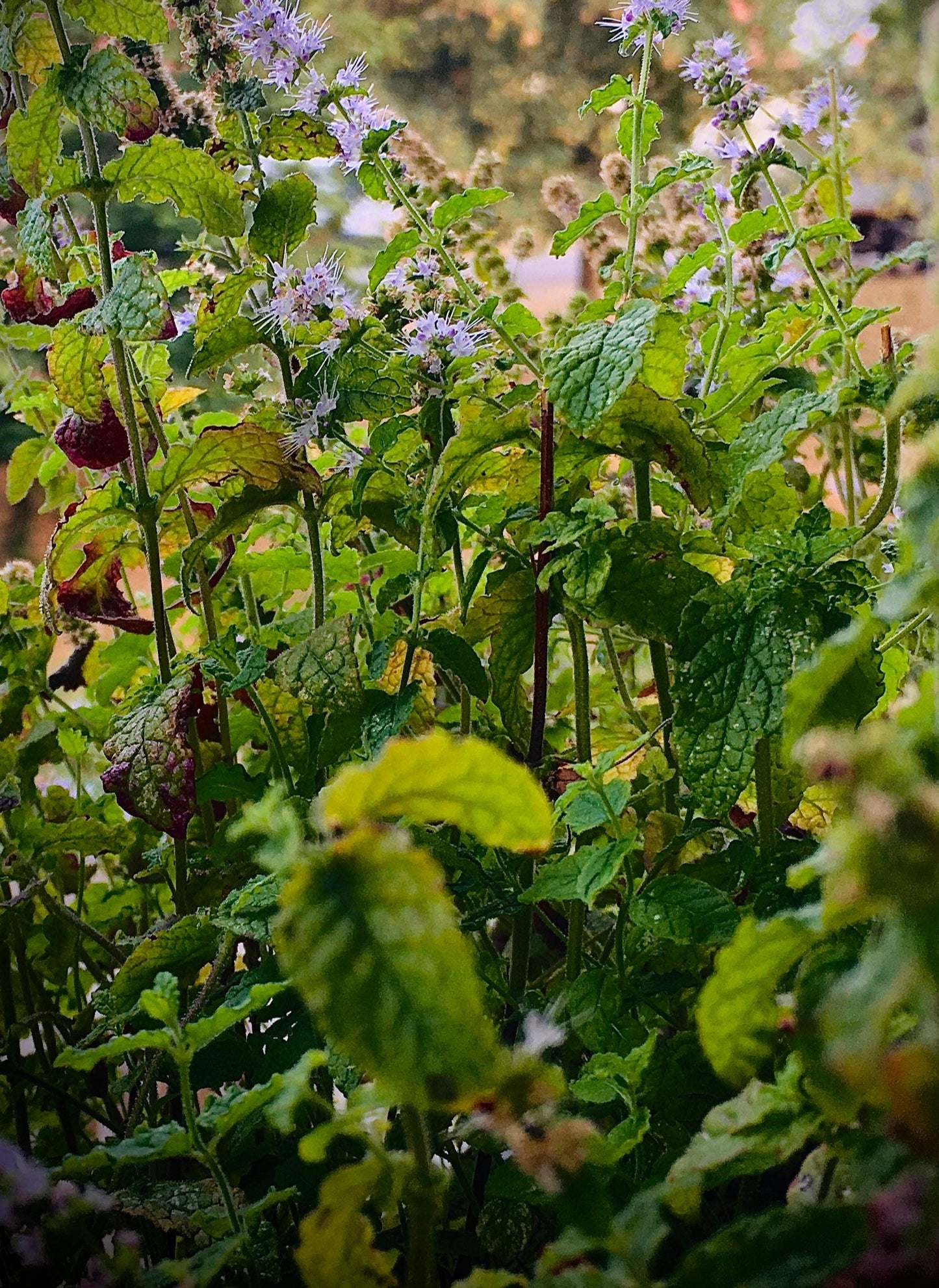 Herbalized Herbal Tea Singles