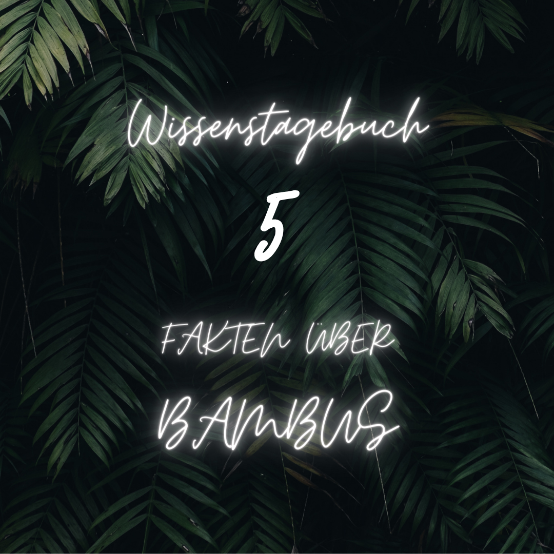Wissenstagebuch über Bambus